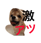 チワワのミルくん2（個別スタンプ：2）