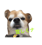 チワワのミルくん2（個別スタンプ：19）