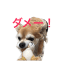 チワワのミルくん2（個別スタンプ：20）