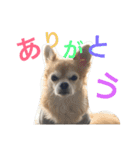 チワワのミルくん2（個別スタンプ：21）