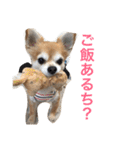 チワワのミルくん2（個別スタンプ：22）