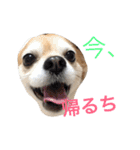 チワワのミルくん2（個別スタンプ：23）