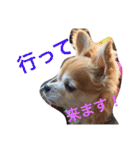 チワワのミルくん2（個別スタンプ：26）