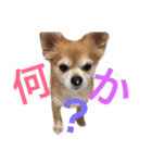 チワワのミルくん2（個別スタンプ：27）