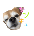 チワワのミルくん2（個別スタンプ：28）