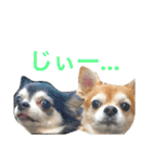チワワのミルくん2（個別スタンプ：32）