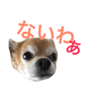 チワワのミルくん2（個別スタンプ：34）
