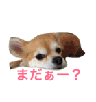 チワワのミルくん2（個別スタンプ：36）
