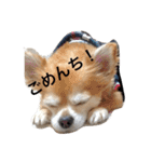 チワワのミルくん2（個別スタンプ：39）