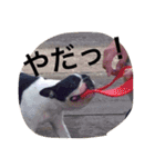 MERU＆URI（個別スタンプ：16）