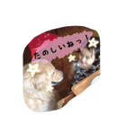 CANDY chibi part2（個別スタンプ：14）