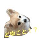 さくにゃんの毎日（個別スタンプ：1）