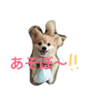さくにゃんの毎日（個別スタンプ：3）