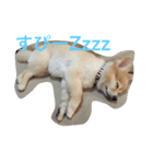さくにゃんの毎日（個別スタンプ：4）