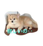 さくにゃんの毎日（個別スタンプ：5）