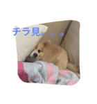 さくにゃんの毎日（個別スタンプ：6）