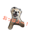 さくにゃんの毎日（個別スタンプ：7）