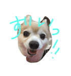 さくにゃんの毎日（個別スタンプ：8）