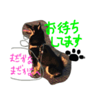 KUROSHIBA KYU2（個別スタンプ：1）