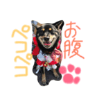 KUROSHIBA KYU2（個別スタンプ：5）