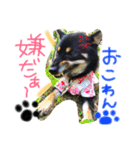 KUROSHIBA KYU2（個別スタンプ：6）