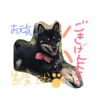 KUROSHIBA KYU2（個別スタンプ：10）