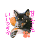 KUROSHIBA KYU2（個別スタンプ：13）