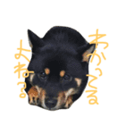 KUROSHIBA KYU2（個別スタンプ：14）