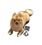Dogg123（個別スタンプ：1）