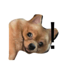 Dogg123（個別スタンプ：2）