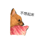 Dogg123（個別スタンプ：3）