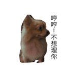 Dogg123（個別スタンプ：4）