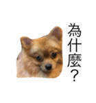 Dogg123（個別スタンプ：6）