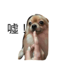 Dogg123（個別スタンプ：7）