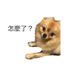 Dogg123（個別スタンプ：8）