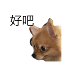 Dogg123（個別スタンプ：9）