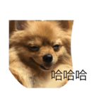 Dogg123（個別スタンプ：11）