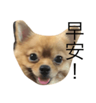Dogg123（個別スタンプ：12）
