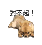 Dogg123（個別スタンプ：13）
