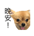 Dogg123（個別スタンプ：14）