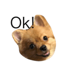 Dogg123（個別スタンプ：15）