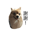 Dogg123（個別スタンプ：16）