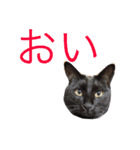 黒猫人君（個別スタンプ：1）