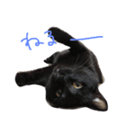 黒猫人君（個別スタンプ：2）
