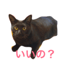 黒猫人君（個別スタンプ：10）