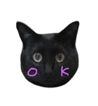 黒猫人君（個別スタンプ：14）