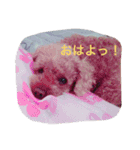 ぎんとき（個別スタンプ：1）