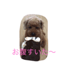 ぎんとき（個別スタンプ：11）
