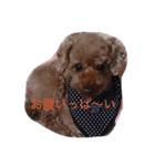 ぎんとき（個別スタンプ：12）