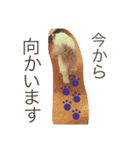 のんのスタンプ（個別スタンプ：8）